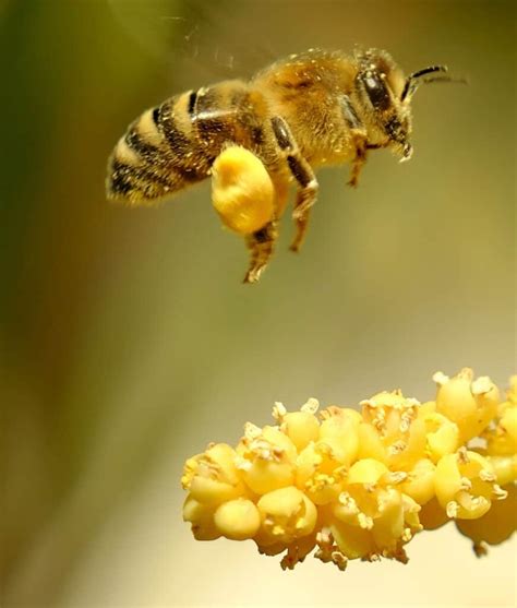 Honey Bee Vs Yellow Jacket Beekeeping 101