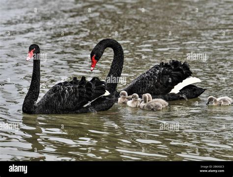 Shandongchinablack Hi Res Stock Photography And Images Alamy