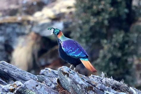 Himalaya Birding Guide On Twitter Himalayan Monal Lophophorus