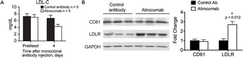 Effect Of Administration Of Alirocumab Monoclonal Antibody To Pcsk9