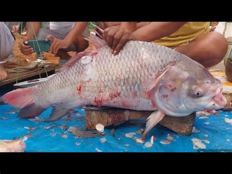 Amazing Giant River Monster Catfish Cutting In India Asssam Fish Market