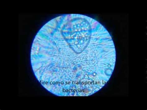 Construccion De Imagenes Al Microscopio Casero YouTube