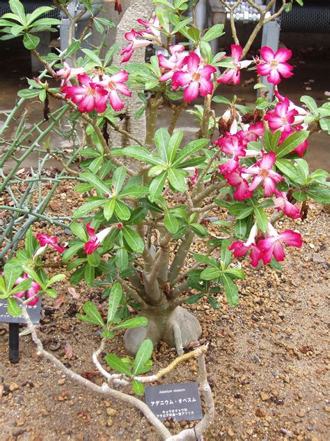 File:Adenium obesum (Kyoto Botanical Garden).JPG - Wikimedia Commons