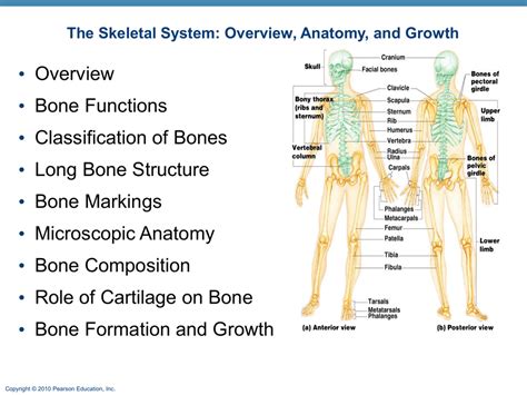 Overview Bone Functions Classification Of Bones