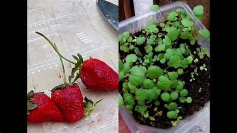 Como Germinar Fresas O Frutillas Y Luego Trasplanta Muy FÁcil Youtube