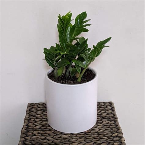 Zamioculcas Zamiifolia Zanzibar Gem Zz Plant Mm Ceramic Pot