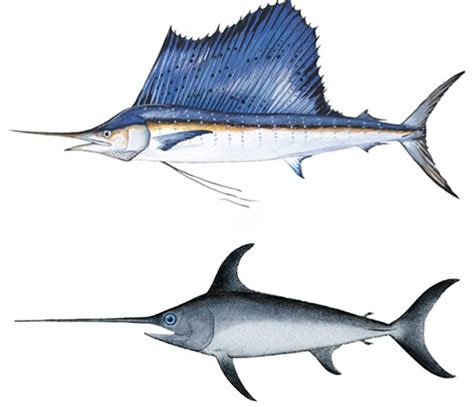 Swordfish Vs Marlin 2022 Guide How To Tell Them Apart