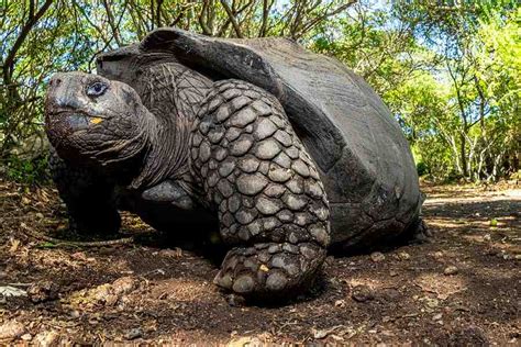 Top 5 Animales Emblemáticos De Las Islas Galápagos