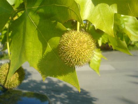 Initiative Baum Platanus x hispanica gewöhnliche Platane