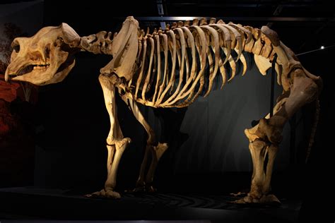 Ten new Diprotodon fossils found – Earth News | Particle