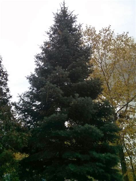 White Fir Abies Concolor The Ufor Nursery And Lab