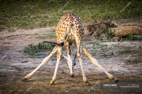 Giraffe Eating