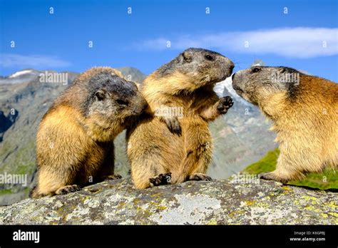 Three Alpine Marmots Marmota Marmota Are Standing On A Rock The