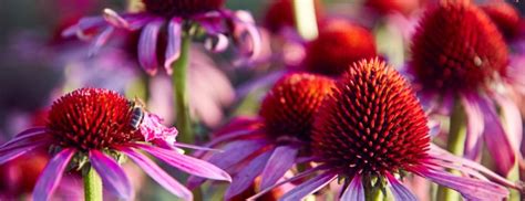 The Benefits Of Echinacea Holland Barrett