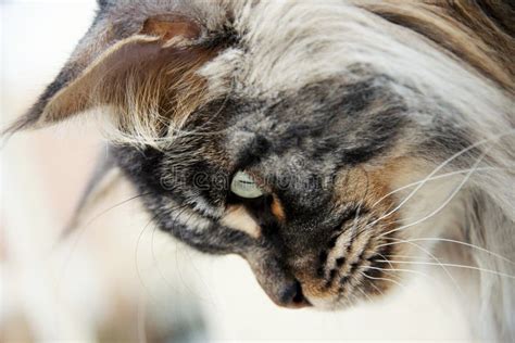 Curious Maine Coon Male Cat One Year Old Black Silver Blotched Tabby