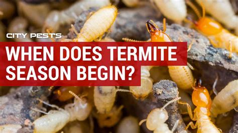 When Does Termite Season Begin? When Do Termites Appear?