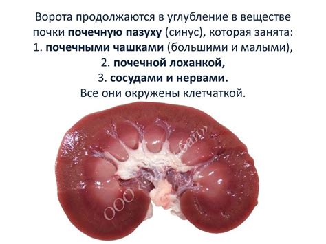 Мочевыделительная система: развитие, строение, аномалии - презентация ...