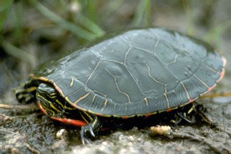 Painted Turtle vs Red-eared Slider Identification - NatureMapping