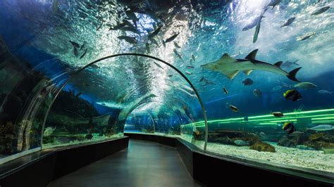 Dubai Aquarium and Under water Tunnel (1) - Captain Dunes