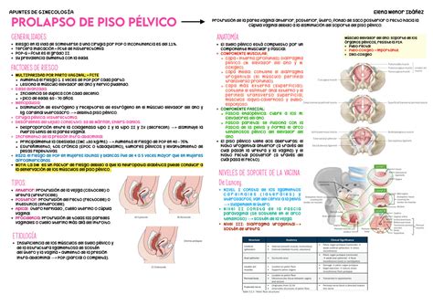 Solution Prolapso De Piso Pelvico Studypool