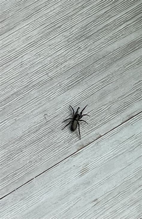 What Is This Spider Rwhatsthisbug