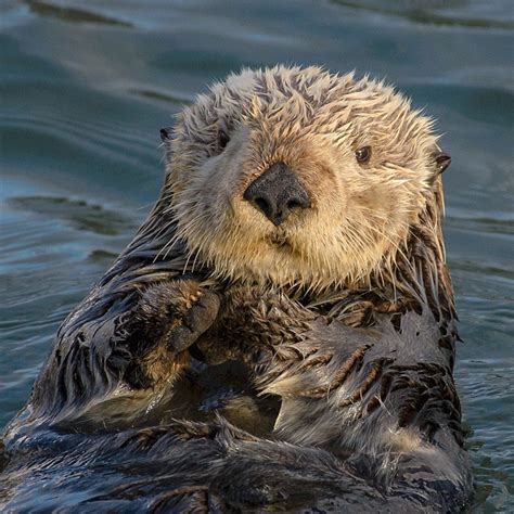 Fact About Marine Mammals Sea Otter - Diet, Habitat & Facts