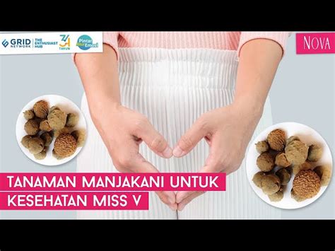 Temukan Rahasia Kesehatan Wanita 9 Manfaat Jamu Manjakani Yang Jarang