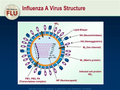 Ppt Influenza A Virus Structure Powerpoint Presentation Free