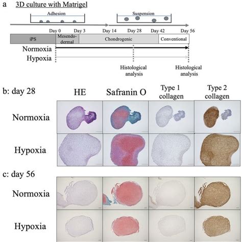 Hypoxia Promoted Chondrogenic Differentiation A Hipscs Were Cultured Download Scientific