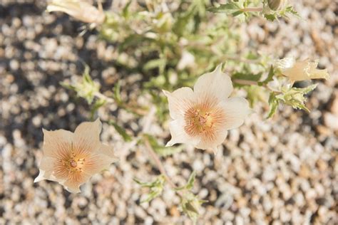 Sand Blazing Star Mentzelia Involucrata Free Photo Rawpixel