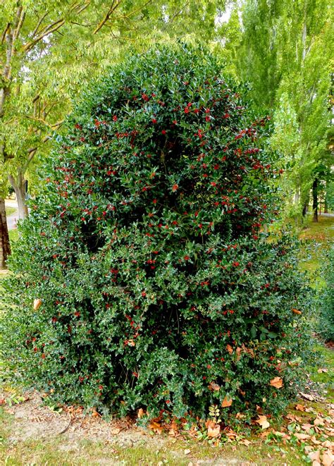 Rboles Con Alma Acebo Boix Grevol Ilex Aquifolium