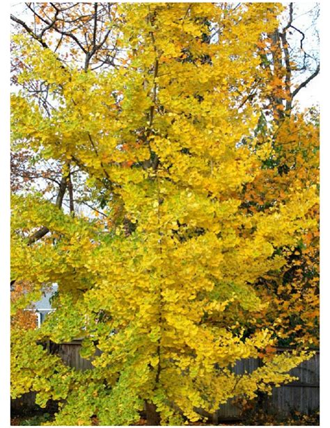 GINKGO biloba PRINCETON SENTRY Arbre aux quarante écus Princeton Sentry