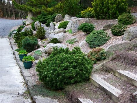 Клумба из хвойников: дизайн клумбы с хвойниками перед домом, фото ...