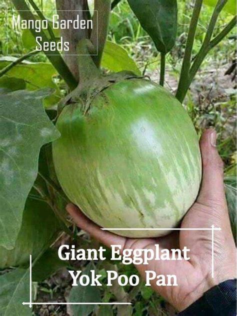 Giant Yok Poo Pan Eggplant Seeds 20 Seed Pot Friendly Tanam Pasu