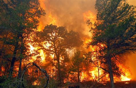 Cara Mencegah Kebakaran Hutan Nationalfiretraining Informasi