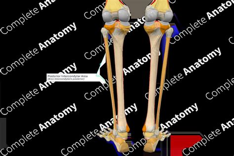 Posterior Intercondylar Area | Complete Anatomy