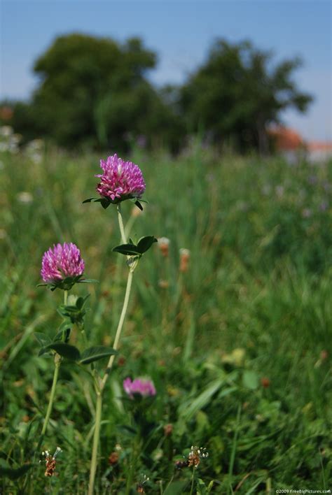 Clover Flower – FREEBigPictures.com