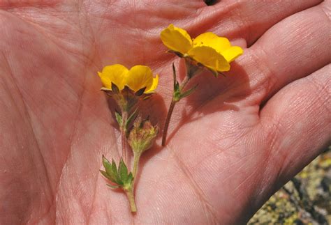 Geum Rossii Rosaceae Image At Phytoimages Siu Edu