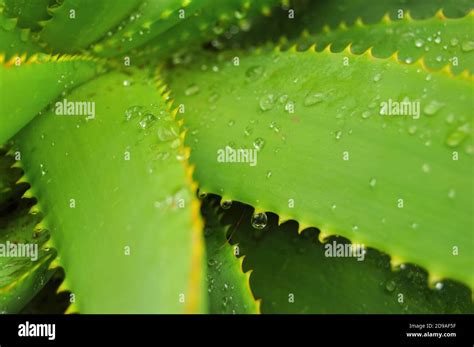 Fresh Green Aloe Vera Plant South Africa Stock Photo Alamy