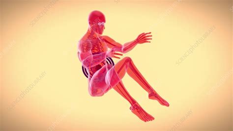Man Doing Sit Ups Animation Stock Video Clip K0127430 Science