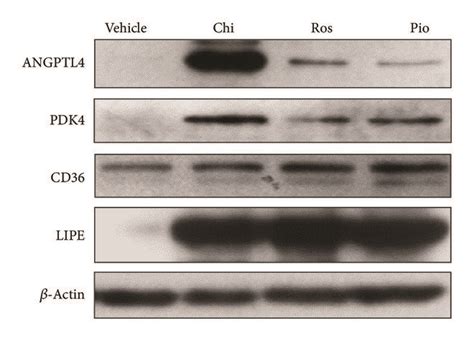 Preferential Induction Of Angptl And Pdk Mrna And Protein By