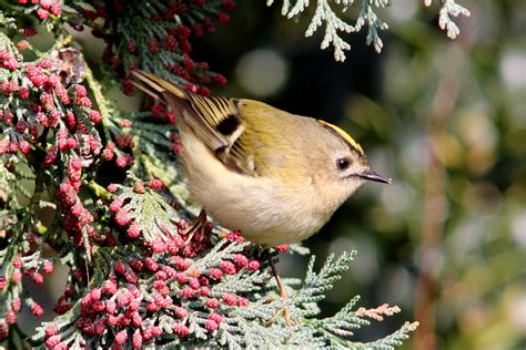 Goldcrest