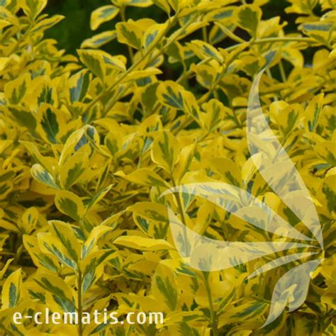 Euonymus Fortunei Emerald N Gold Trzmielina Fortune A E Clematis