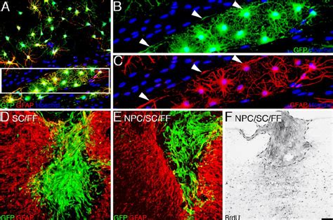 Segregation Of Npc And Schwann Cells In Vitro And In Vivo A After