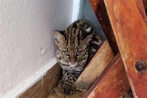 Amea Ado De Extin O Gato Do Mato Pequeno Resgatado Em Jaragu Do