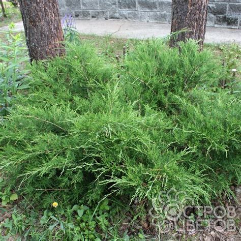 Можжевельник средний Минт Джулеп - купить саженцы Juniperus media Mint ...