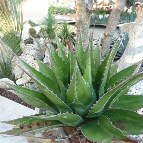Agave Montana Mountain Agave Green Things Nursery Green Things Nursery