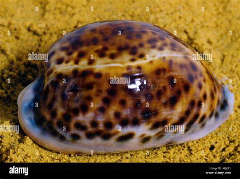 Saudi Arabia Cowrie Shell Stock Photo Alamy