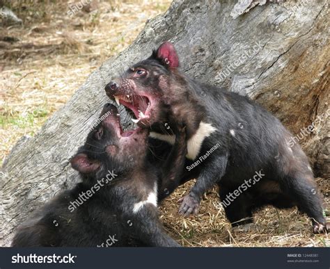 Tasmanian Devil Fighting Another Animal