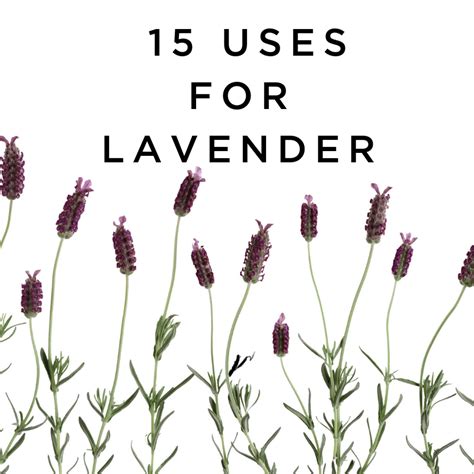 15 Uses for Lavender